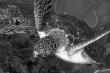 scuba diving in Gulf Shores and Orange Beach, AL